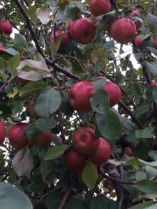 Apple Crisp